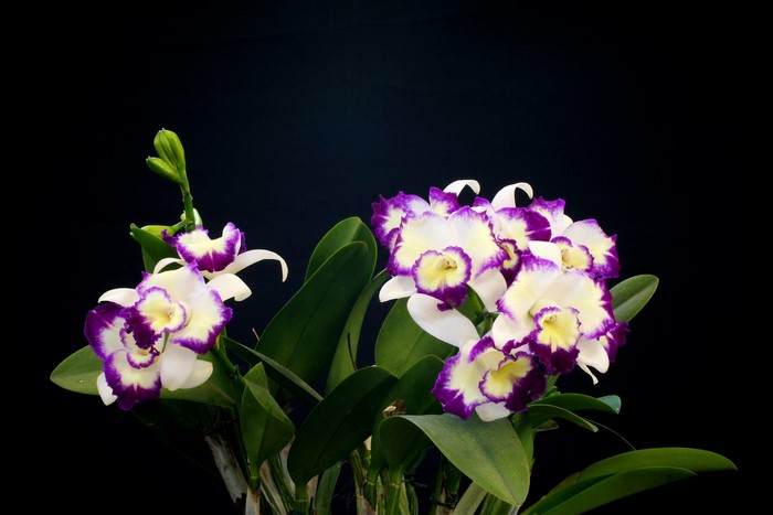 White and purple orchids with green leaves