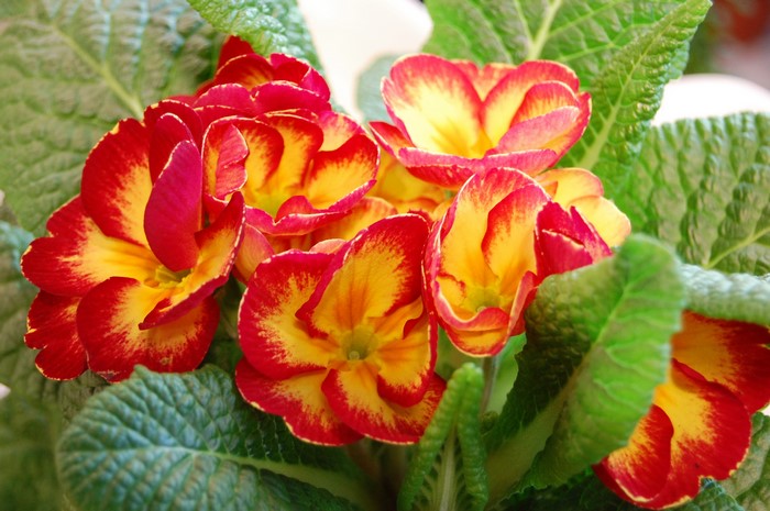 Close-up of red and yellow primula flowers