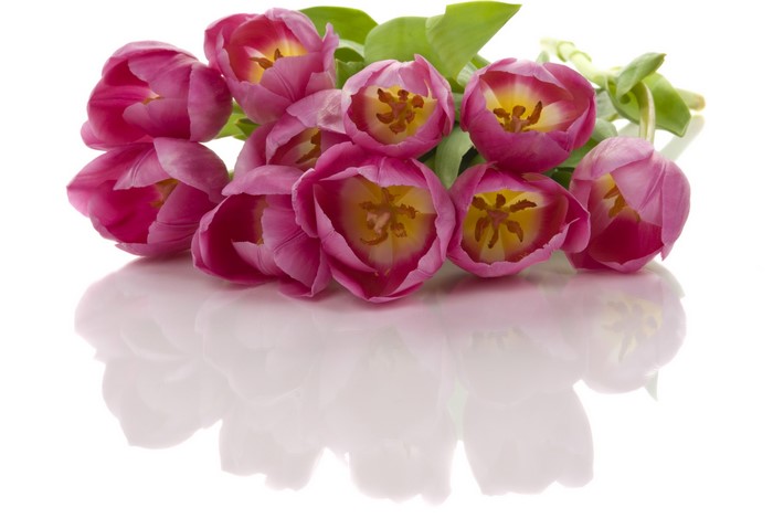 Pink tulips with yellow centers on a white background