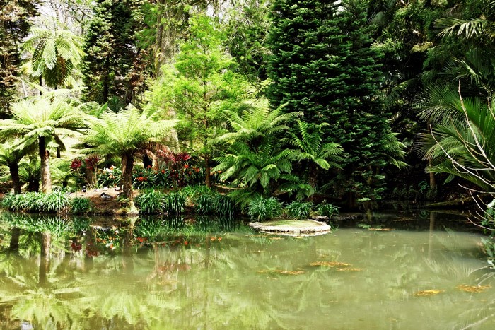 Terra Nostra Gardens Pond with Palms in Portugal