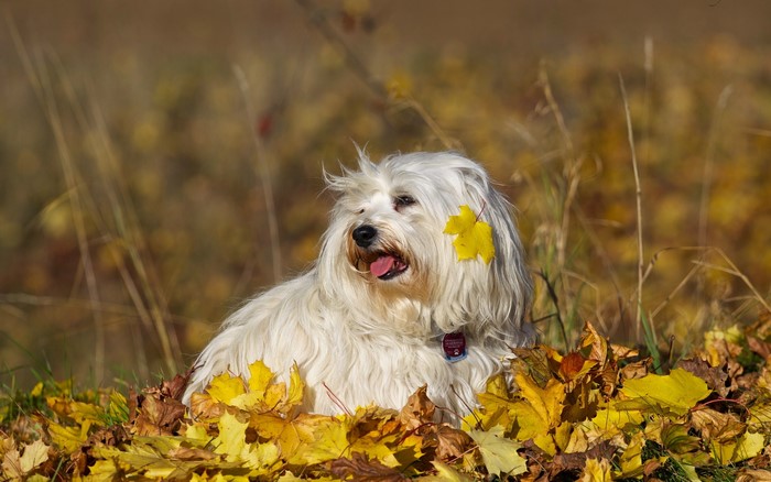 White Havanese dog with yellow leaf in fur