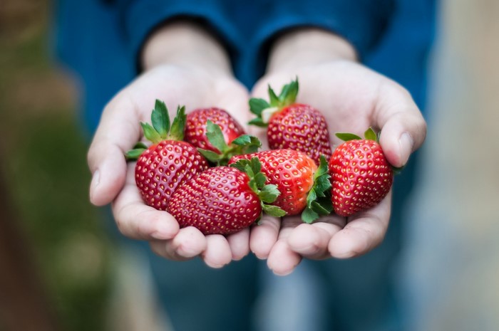 Hands holding fresh strawberries