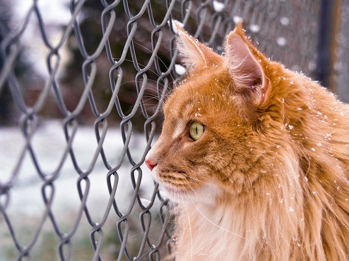 Ginger cat with snow on fur behind a fence