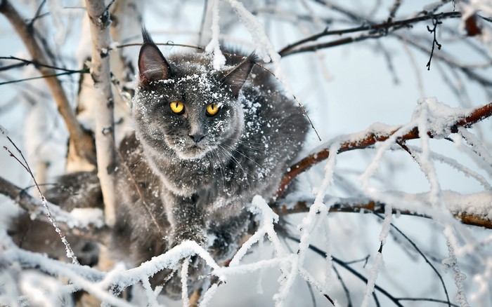 Maine Coon cat in snow-covered branches