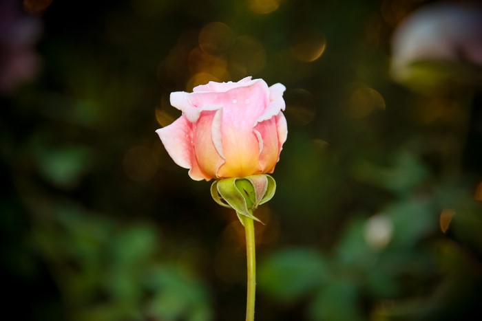 Pink and yellow rose bud with water droplets