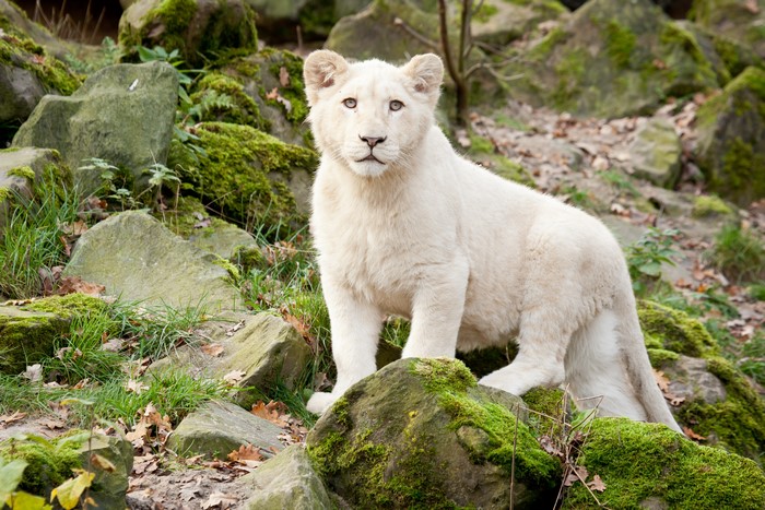 White Lion Cub on Mossy Rocks