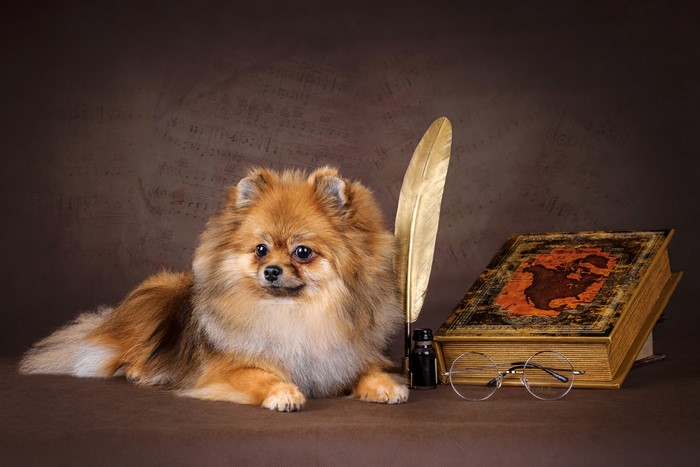 Pomeranian dog with a book, quill, and glasses