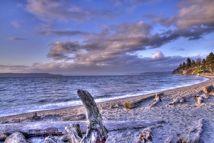 Driftwood on a beach in the USA