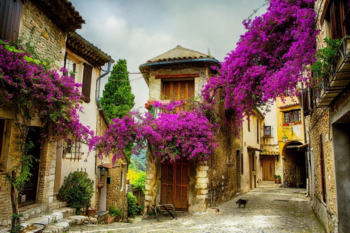 Cobblestone street in Nice, France with bougainvillea and stone houses
