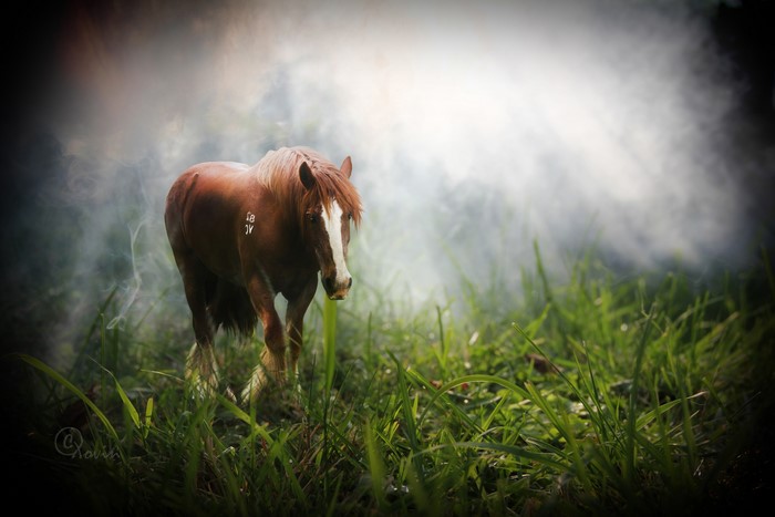 Brown horse with white blaze in misty grass