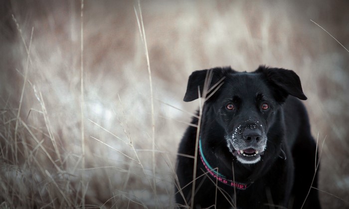 Black dog in dry grass