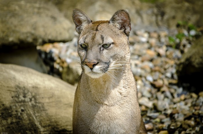 Close-up of a Puma looking to the side