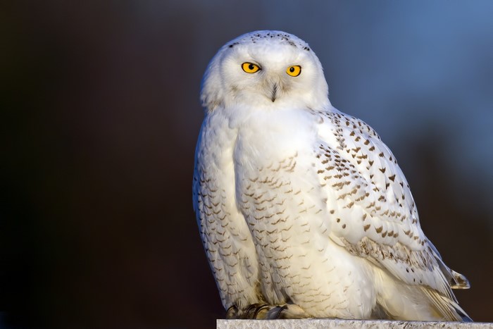 Snowy owl with yellow eyes perched on a ledge