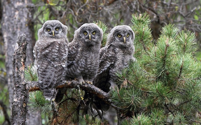 Three Great Grey Owl owlets perched on a branch