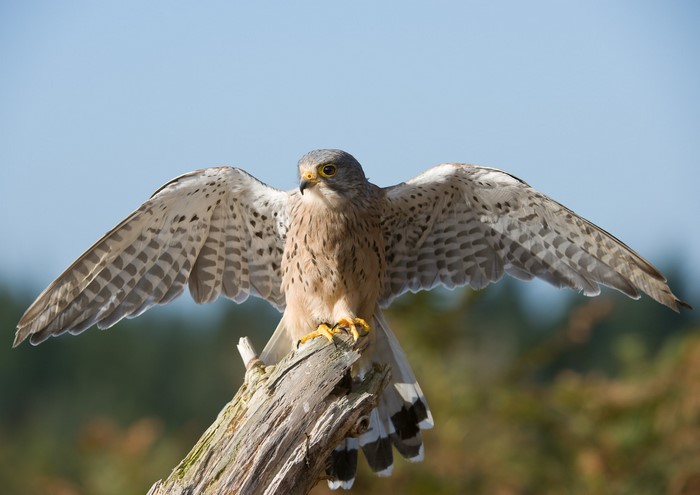 Kestrel perched on a branch with wings spread