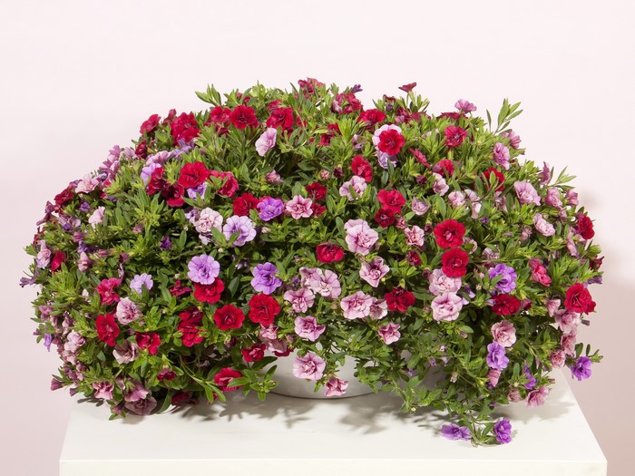 Calibrachoa flowers in red, pink, and purple