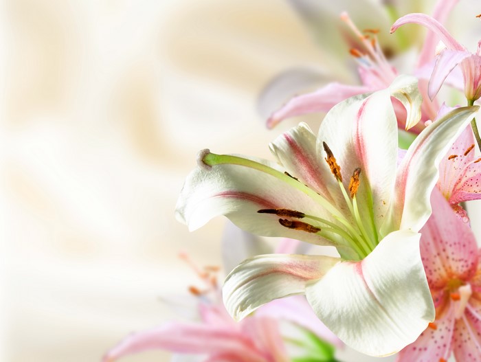 Close-up of white and pink lilies