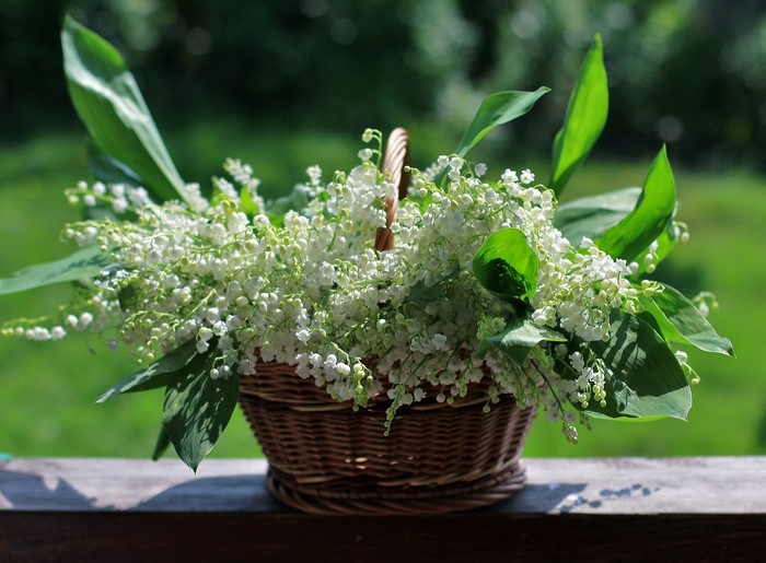 Basket of Lilies of the Valley