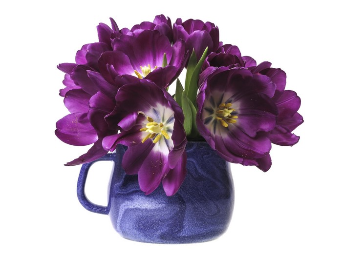 Purple tulips in a blue vase