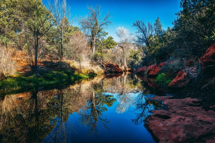 River flowing through trees in Arizona, USA