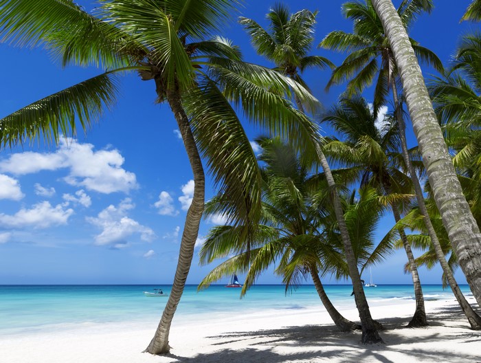 Tropical Beach with Palm Trees and Ocean