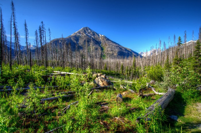 Mountain landscape with burnt forest and new growth
