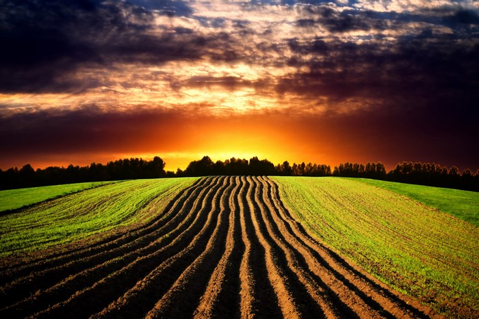 Furrows in a field at sunset