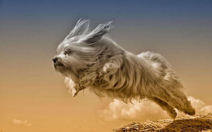 A fluffy white dog jumps in the air