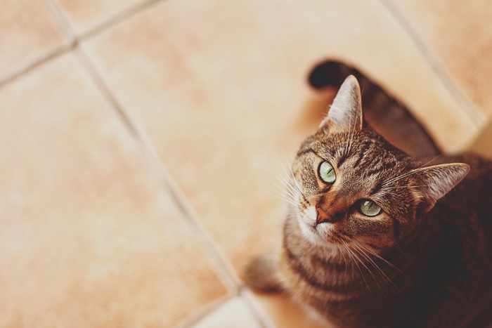 Tabby cat with green eyes looking up