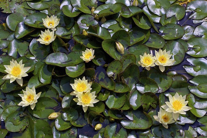 Yellow water lilies floating on a pond