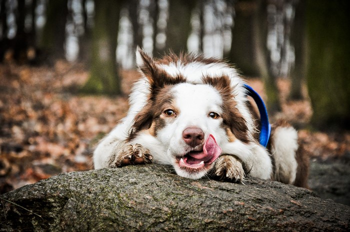 4K Border Collie dog licking its nose on a rock
