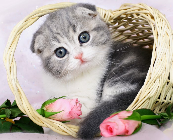 4K Scottish Fold Kitten with Roses in Wicker Basket