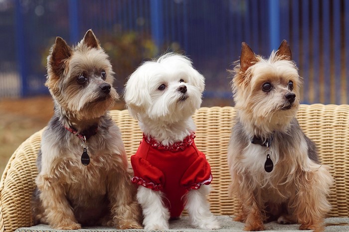 Three small dogs sitting on a bench