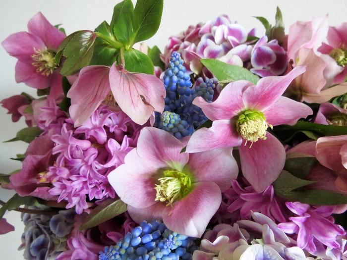 Pink Hellebores and Blue Muscari Flowers in a Bouquet