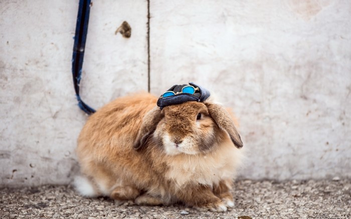 Brown rabbit wearing blue sunglasses and a cap