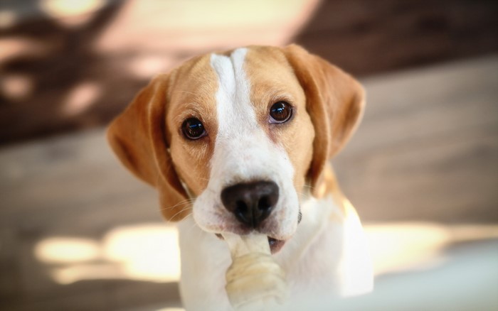 Beagle puppy chewing on a bone