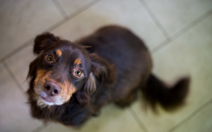 Brown dog looking up at the camera