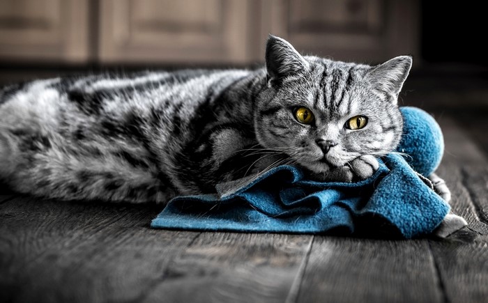 A tabby cat lies on a wooden floor with a blue cloth