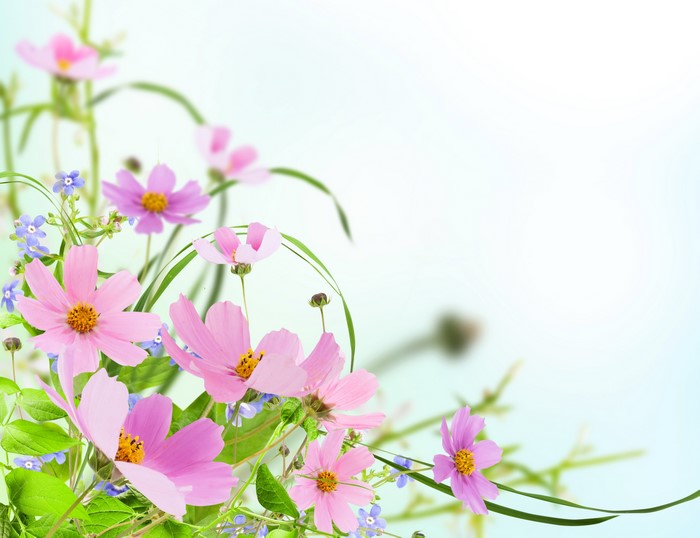 4K Closeup of Cosmos Plant Flowers