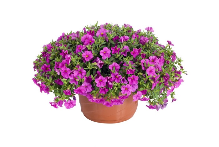 4K Calibrachoa plant in a pot