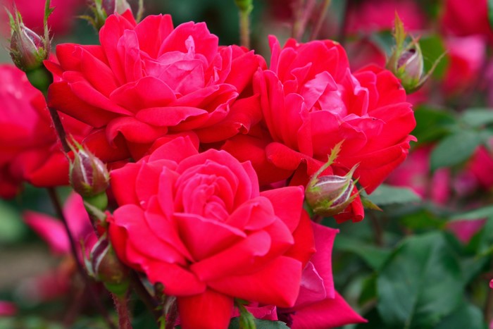 Close-up of vibrant red roses and buds