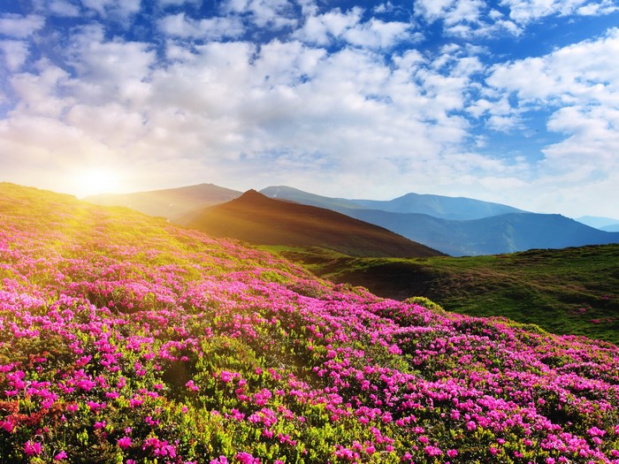 Rhododendron Field in Mountains at Sunrise