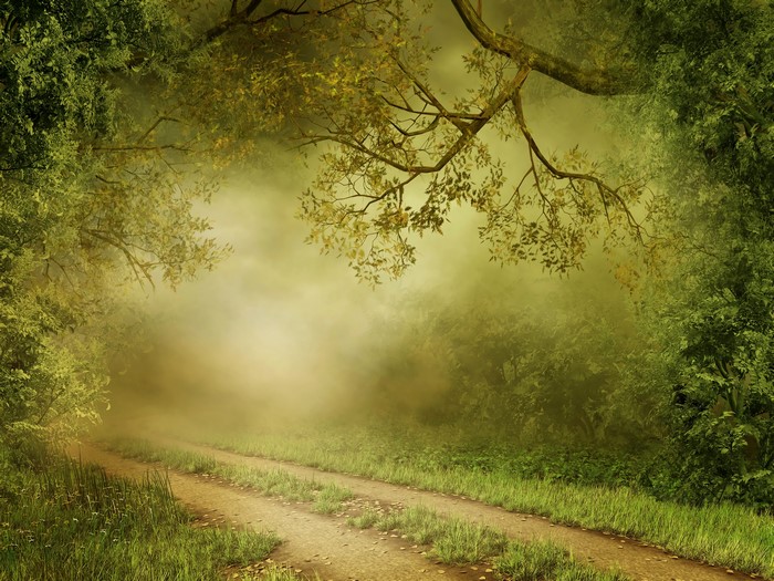 4K Forest Trail with Fog
