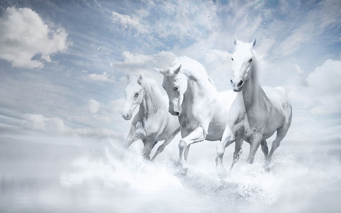 Three white horses running through water