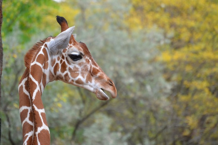 4K Giraffe Portrait