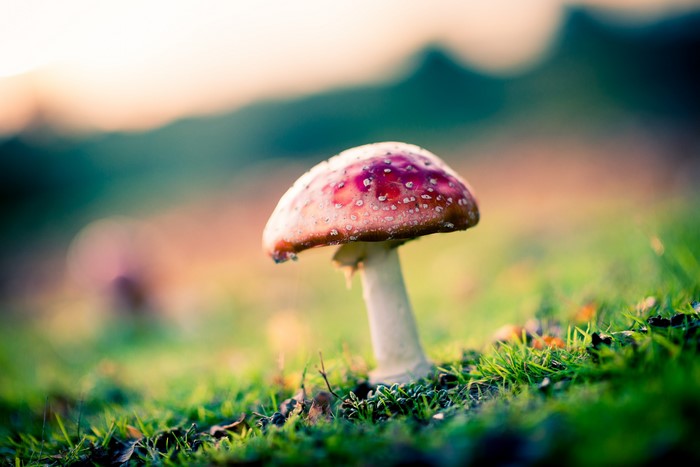 Amanita muscaria mushroom in grass