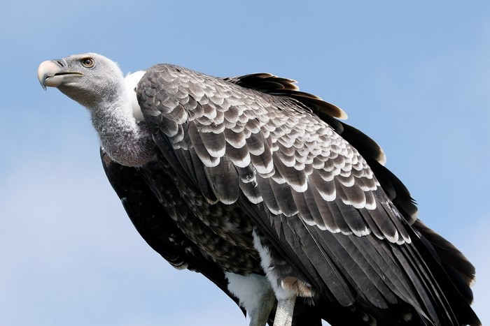 Griffon Vulture bird against blue sky