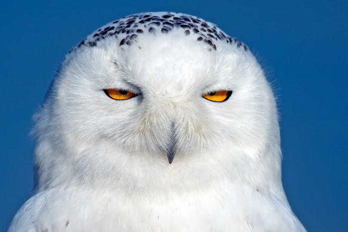 Snowy owl with piercing orange eyes
