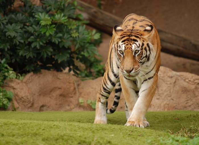 Tiger walking on grass in a zoo enclosure