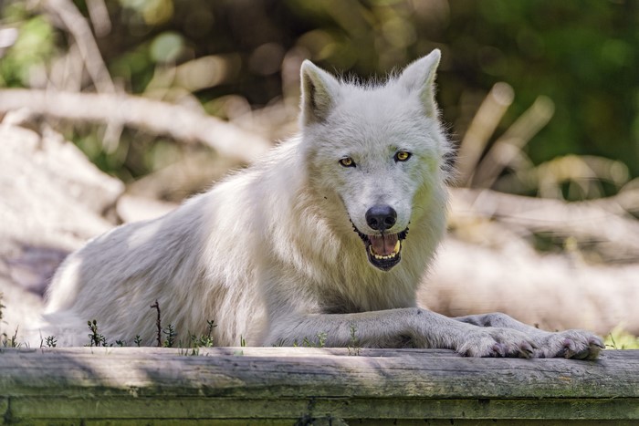 White Wolf Lying Down